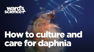 Caring and Culturing for Daphnia [upl. by Cattan]