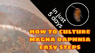 How to Culture Magna Daphnia Easily [upl. by Narba]