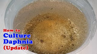 How to Culture Daphnia Update with ZERO Cost  Unlimited Live Food for Our Fish [upl. by Adnyleb]