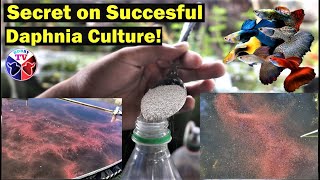 How to Culture Daphnia Successfully [upl. by Budding]