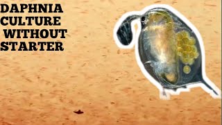 HOW TO CULTURE DAPHNIA NATURALLY WITHOUT A STARTER [upl. by Arret945]