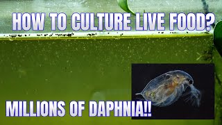 How to Culture Daphnia Secret Method to Breed MILLIONS  Simply Aquatic [upl. by Gilletta]