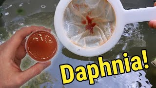 How I Culture Daphnia In Outdoor Tubs [upl. by Kalil375]