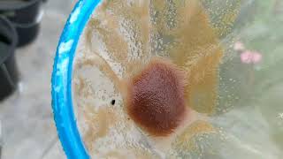 How to culture daphnia moina in a small container Part 1 English Subtitle [upl. by Mohandas]