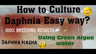 Daphnia MagnaHow to Culture Daphnia Easy wayCulturing Daphnia using Green water Daphnia [upl. by Nilam]