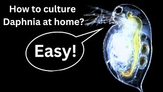 BEST Live Fish Food Beginner guide How to Culture Daphnia at home [upl. by Aterg]