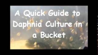 How to culture daphnia outside [upl. by Amelie]