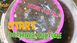 How to culture daphnia moina the easy way 1  Starting the Daphnia culture [upl. by Akirehs]