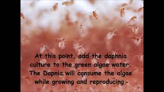 Daphnia  How to grow daphnia in your home [upl. by Lirbij752]