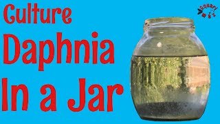 How to Culture Daphnia in a Jar [upl. by Strauss]