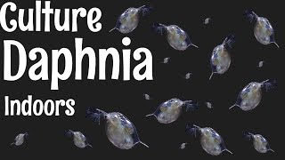 How to Culture Daphnia [upl. by Ahtnama504]