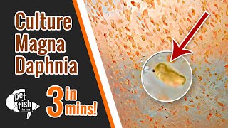 How to culture DAPHNIA MAGNA  The easy way [upl. by Ewen]