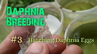 Daphnia Culture made simple and easy 3  Hatching Daphnia eggs [upl. by Oriana]