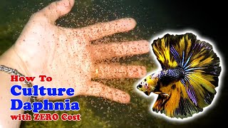 How to Culture Daphnia with ZERO Cost  Unlimited Live Food For Our Fish [upl. by Atinej]