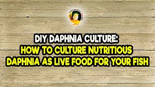 DIY Daphnia Culture How to Culture Nutritious Daphnia as Live Food for Your Fish [upl. by Tavy]