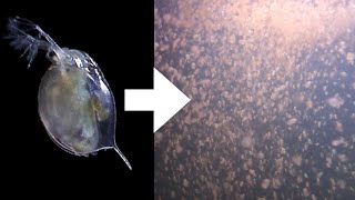 How I Culture Daphnia [upl. by Ylrevaw816]