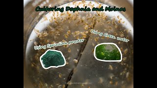 How To Culture Daphnia and Moinas using Green Water Spirulina powder [upl. by Cynth]