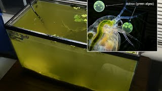 Raising Daphnia for the Freshwater Aquarium [upl. by Hsitirb]