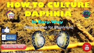 HOW TO CULTURE DAPHNIA In Easy Way [upl. by Scriven]